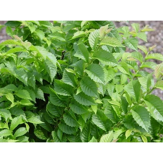 Ulmus elegantissima 'Jacqueline Hillier' - Törpe szil