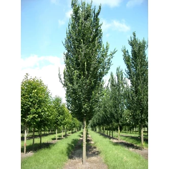 Ulmus 'Columella' – Szil