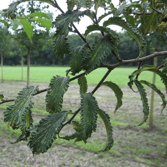 Ulmus glabra 'Crispa' – Hegyi szil