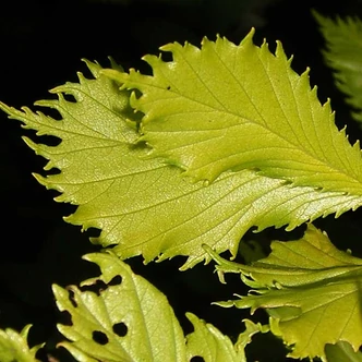 Ulmus minor 'Viminalis Aurea' – Mezei szil Ulmus minor 'Viminalis Aurea' – Mezei szil