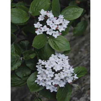 Viburnum x burkwoodii 'Anne Russel' – Tavaszi bangita Viburnum x burkwoodii 'Anne Russel' – Tavaszi bangita