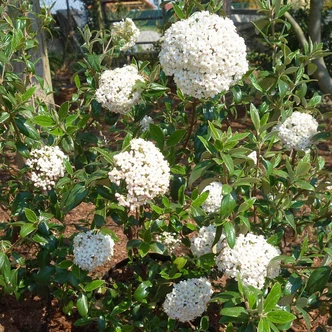 Viburnum burkwoodii 'Conoy' – Tavaszi bangita