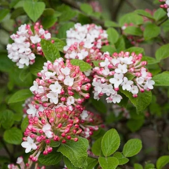 Viburnum carlesii 'Diana' – Illatos bangita