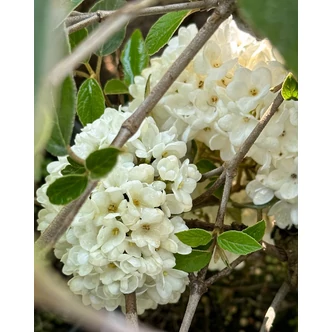 Viburnum 'Eskimo' - Hólabda bangita Viburnum 'Eskimo' - Hólabda bangita