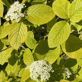 Viburnum lantana 'Aureum' – Ostorménfa Viburnum lantana 'Aureum' – Ostorménfa