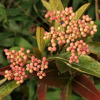 Viburnum nudum 'Pink Beauty' – Babérlevelű bangita