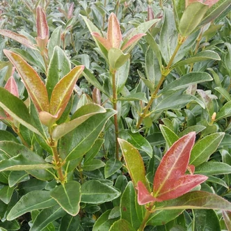 Viburnum odoratissima 'Coppertop'® – Korallbangita