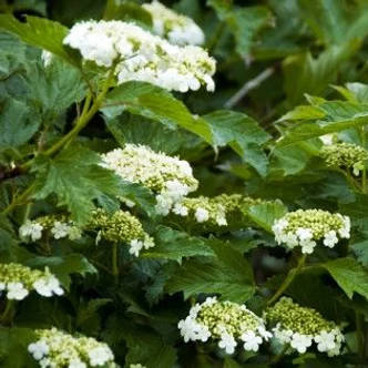 Viburnum opulus 'Compactum' – Törpe bangita Viburnum opulus 'Compactum' – Törpe bangita
