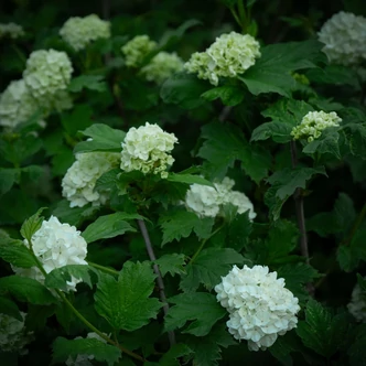 Viburnum opulus 'Roseum' - Labdarózsa