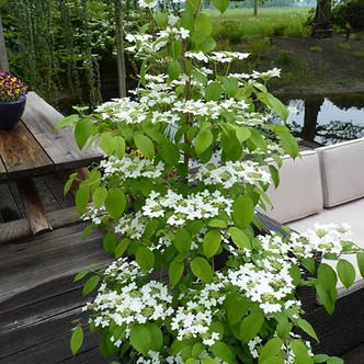 Viburnum plicatum 'Kilimanjaro' – Fehér-rózsaszín virágú redős bangita
