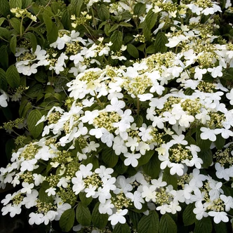 Viburnum plicatum 'Summer Snowflake' – Redős levelű bangita Viburnum plicatum 'Summer Snowflake' – Redős levelű bangita