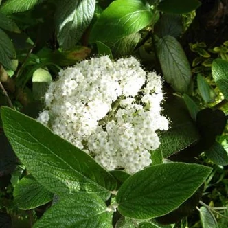 Viburnum rhytidophyllum 'Willowwood' - Ráncoslevelű bangita