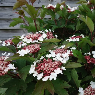 Viburnum sargentii 'Onondaga' – Ázsiai bangita