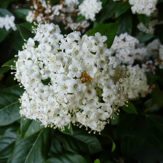 Viburnum tinus 'Eve Price' – Örökzöld bangita