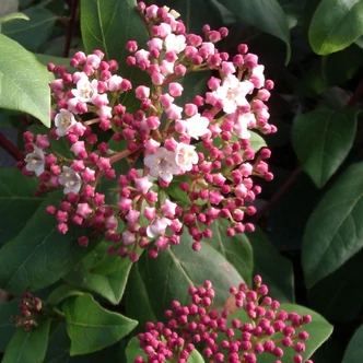 Viburnum tinus 'Gwenllian' – Téli bangita Viburnum tinus 'Gwenllian' – Téli bangita