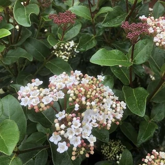 Viburnum tinus 'Lisa Rose'® – Téli bangita