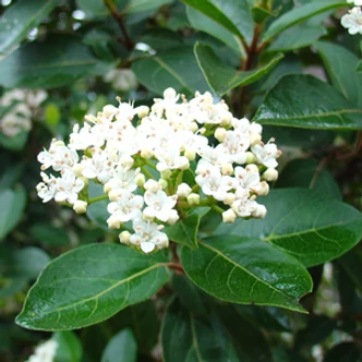 Viburnum tinus – Téli bangita Viburnum tinus – Téli bangita