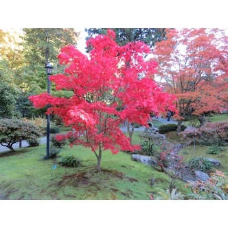 Acer palmatum 'Osakazuki' - Japán juhar