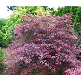 Acer palmatum 'Tamuke Yama' - Csüngő japán juhar