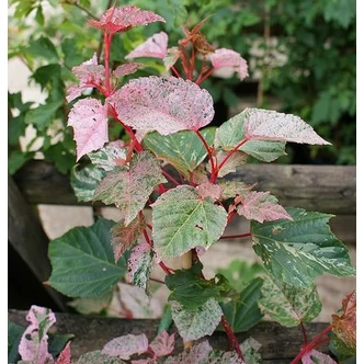 Acer conspicuum 'Red Flamingo' - Kígyókérgű juhar