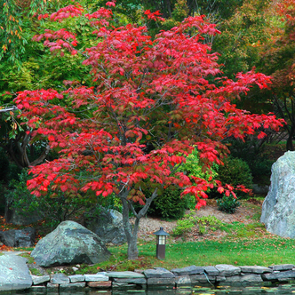 Acer japonicum 'Aconitifolium' – Vörösvirágú juhar