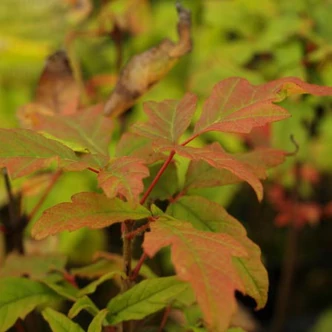 Acer maximowiczianum (syn. Acer nikoense) – Nikkói juhar