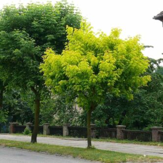 Acer negundo 'Auratum' – Zöld juhar