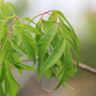 Acer negundo 'Tadeusz Szymanowski' – Zöld juhar
