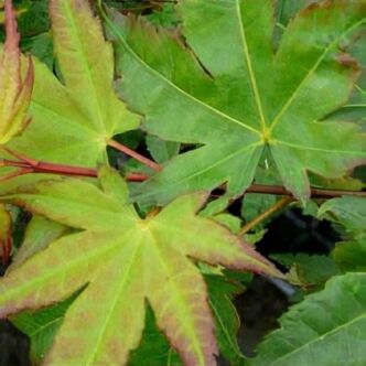 Acer palmatum 'Limelight' – Japán juhar