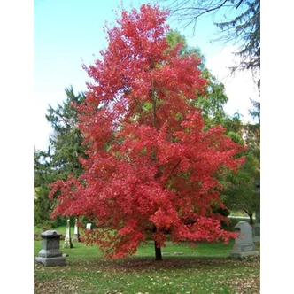 Acer rubrum 'Autumn Radiance' – Vörös juhar