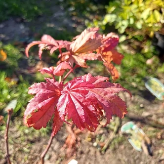 Acer shirasawanum 'Autumn Moon' (syn.: Acer palmatum 'Autumn Moon') – Juhar