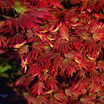 Acer shirasawanum 'Johin' – Juhar