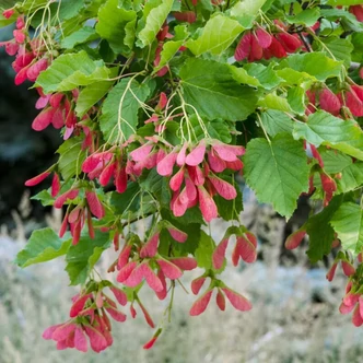 Acer tataricum – Tatár juhar