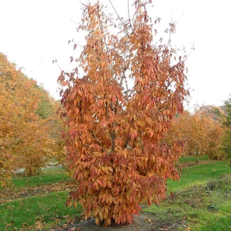Acer truncatum 'Shune-nishiki' – Juhar