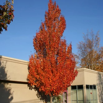 Acer x freemanii 'Armstrong' (syn.: Acer rubrum 'Armstrong') – Hibrid vörös juhar, Freeman juhar