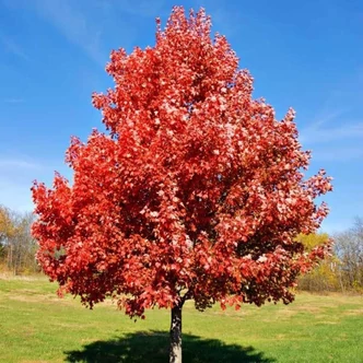 Acer rubrum 'Brandywine' - Lilásvörös őszi lombszínű vörös juhar Acer rubrum 'Brandywine' - Lilásvörös őszi lombszínű vörös juhar