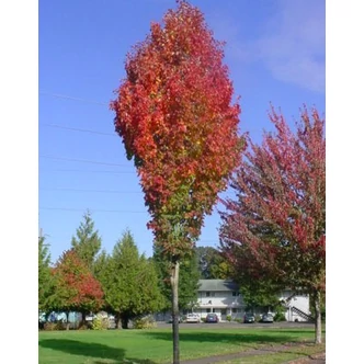 Acer rubrum 'Scanlon' – Vörös juhar