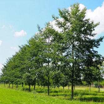 Alnus x spaethii - Lándzsáslevelű éger Alnus x spaethii - Lándzsáslevelű éger