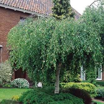 Betula pendula 'Youngii' - Csüngő nyír