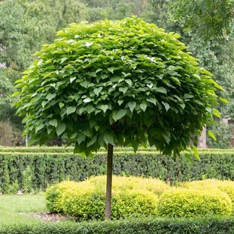 Catalpa bignonioides 'Nana' - Gömbkoronájú szivarfa Catalpa bignonioides 'Nana' - Gömbkoronájú szivarfa