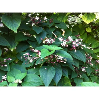 Clerodendron trichotomum var. fargesii - Kései végzetfa Clerodendron trichotomum var. fargesii - Kései végzetfa