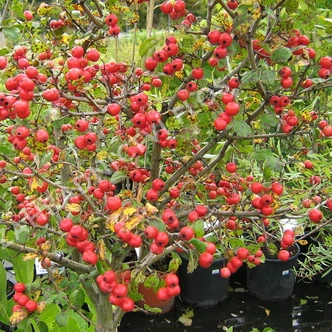 Crataegus x media 'Gireoudii' – Galagonya Crataegus x media 'Gireoudii' – Galagonya