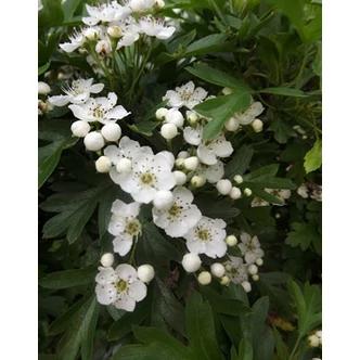 Crataegus monogyna 'Compacta' – Egybibés galagonya Crataegus monogyna 'Compacta' – Egybibés galagonya