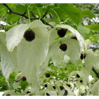 Davidia involucrata - Galambfa (Zsebkendőfa)