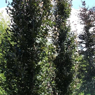 Fagus sylvatica 'Anny's Rohan Sentry' – Bükk