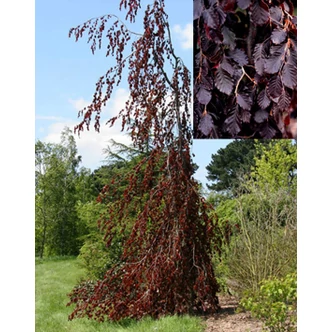 Fagus sylvatica 'Black Swan' – Csüngő vérbükk   Fagus sylvatica 'Black Swan' – Csüngő vérbükk