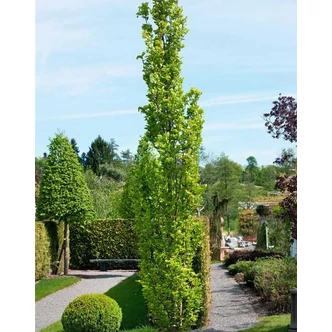 Fagus sylvatica 'Calista' – Bükk