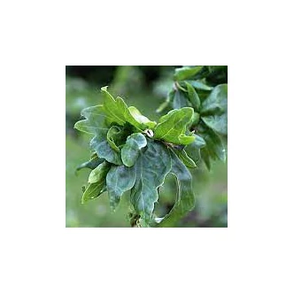 Fagus sylvatica 'Cristata' – Bükk