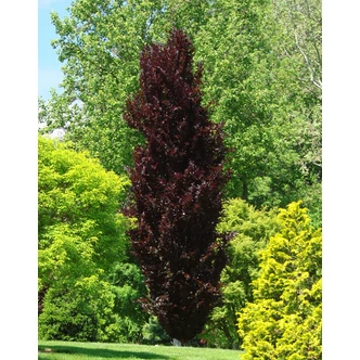 Fagus sylvatica 'Dawyck Purple' – Oszlopos vérbükk Fagus sylvatica 'Dawyck Purple' – Oszlopos vérbükk