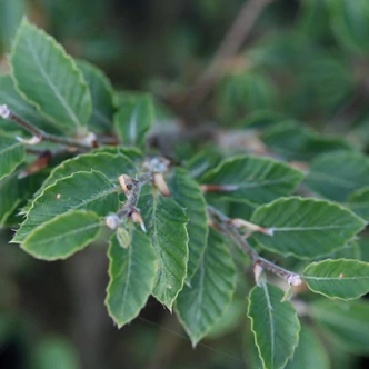 Fagus sylvatica 'Felderbach' – Bükk